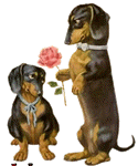 doxie love