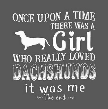 wire haired dachshund phoenix