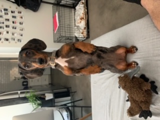 puppy playing