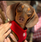 puppy