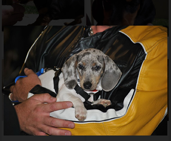 puppy in arms