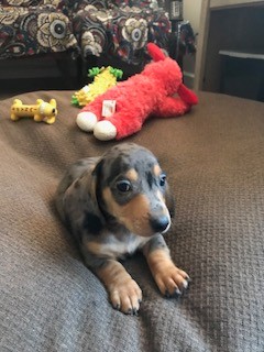 puppy
