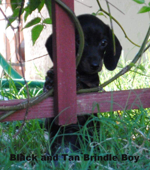 puppy