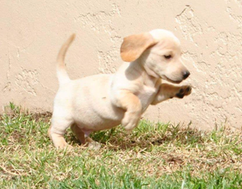 puppy playing