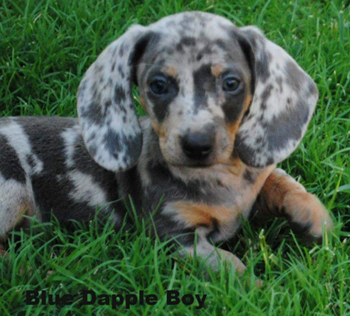 puppy