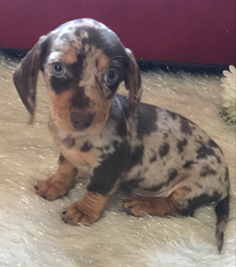 past puppy